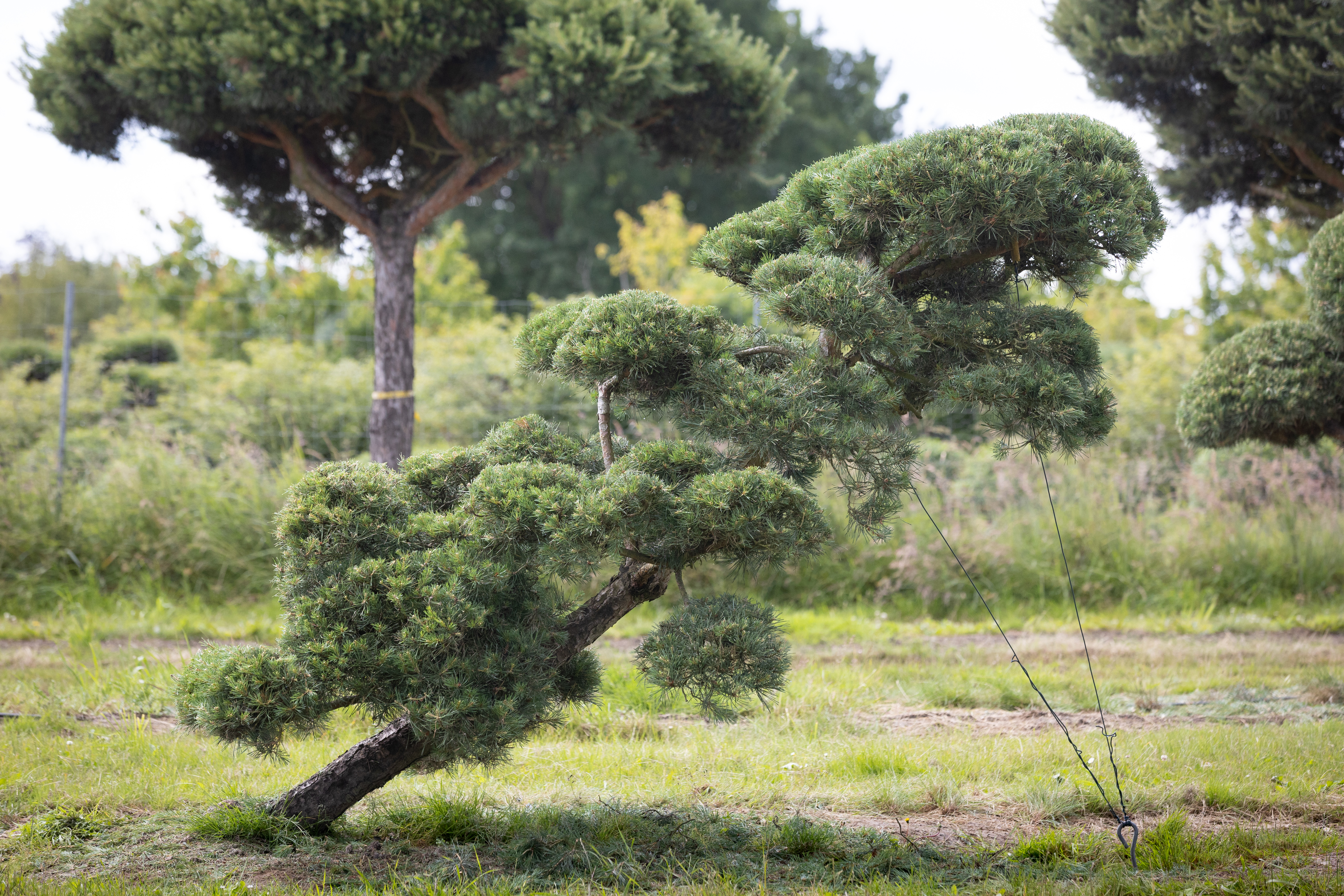 Pinus sylvestris Windflüchter Bonsai 